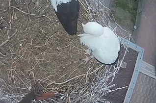 Slika pregleda web-kamere Storks Władysławów